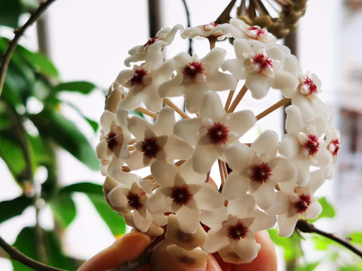 6種植物不見光也能長得好，適合北陽臺養(yǎng)護，耐陰效果超好