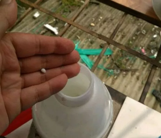 老花匠：绿萝最爱4种东西，喂了以后长得快，抽芽多，易疯长