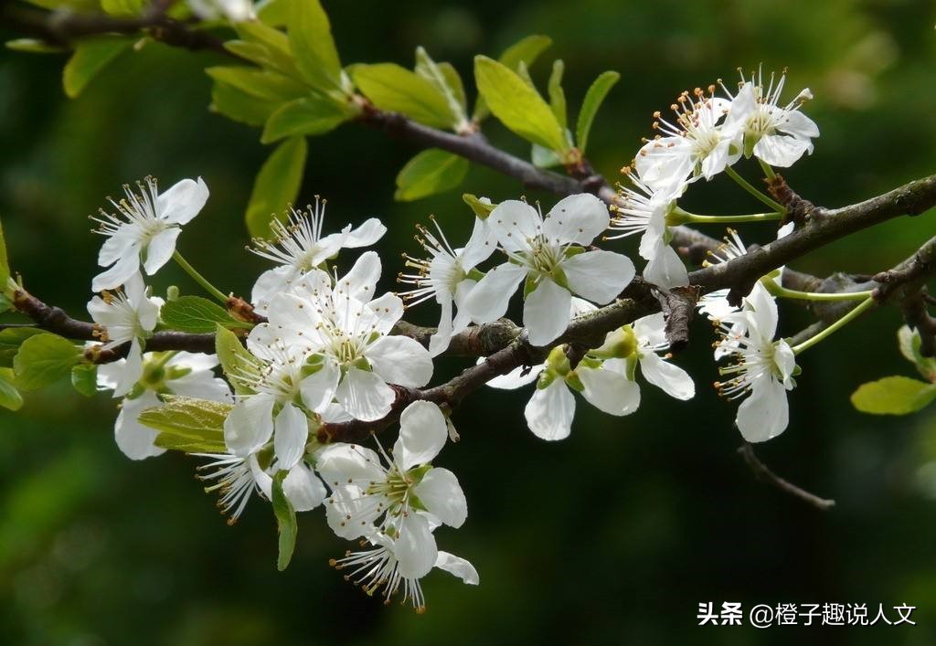 “地理老师”白居易说：“人间四月芳菲尽，山寺桃花始盛开”