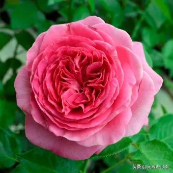 2020世界新品月季大赏，一起来看看都有哪些值得期待的新品种