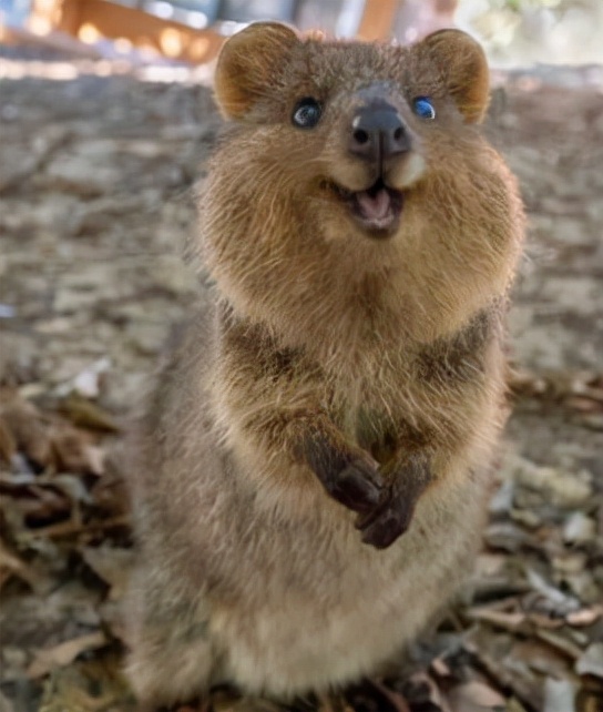 阔耳狐和耳廓狐图文赏析阔耳狐的真实样子