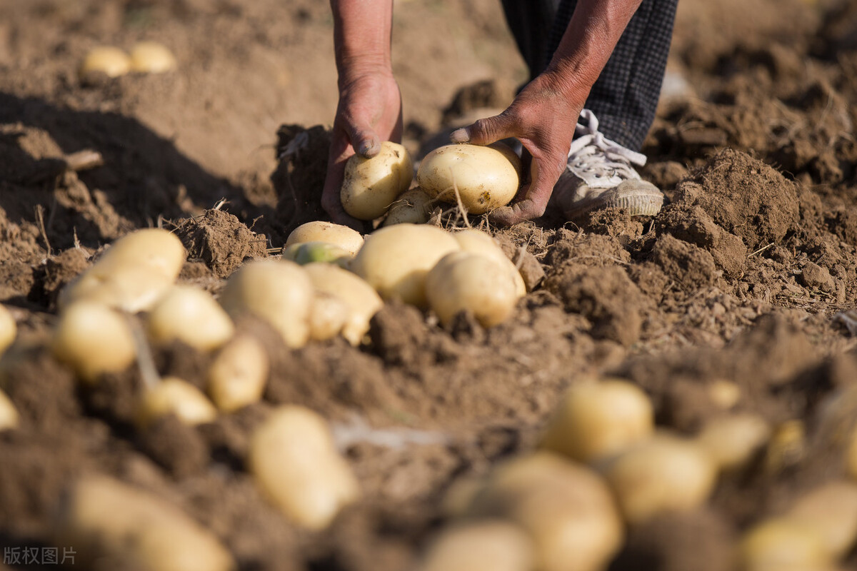 土豆"绝地求生",白菜涨25%,"蒜你狠"来袭,蔬菜要吃不起?