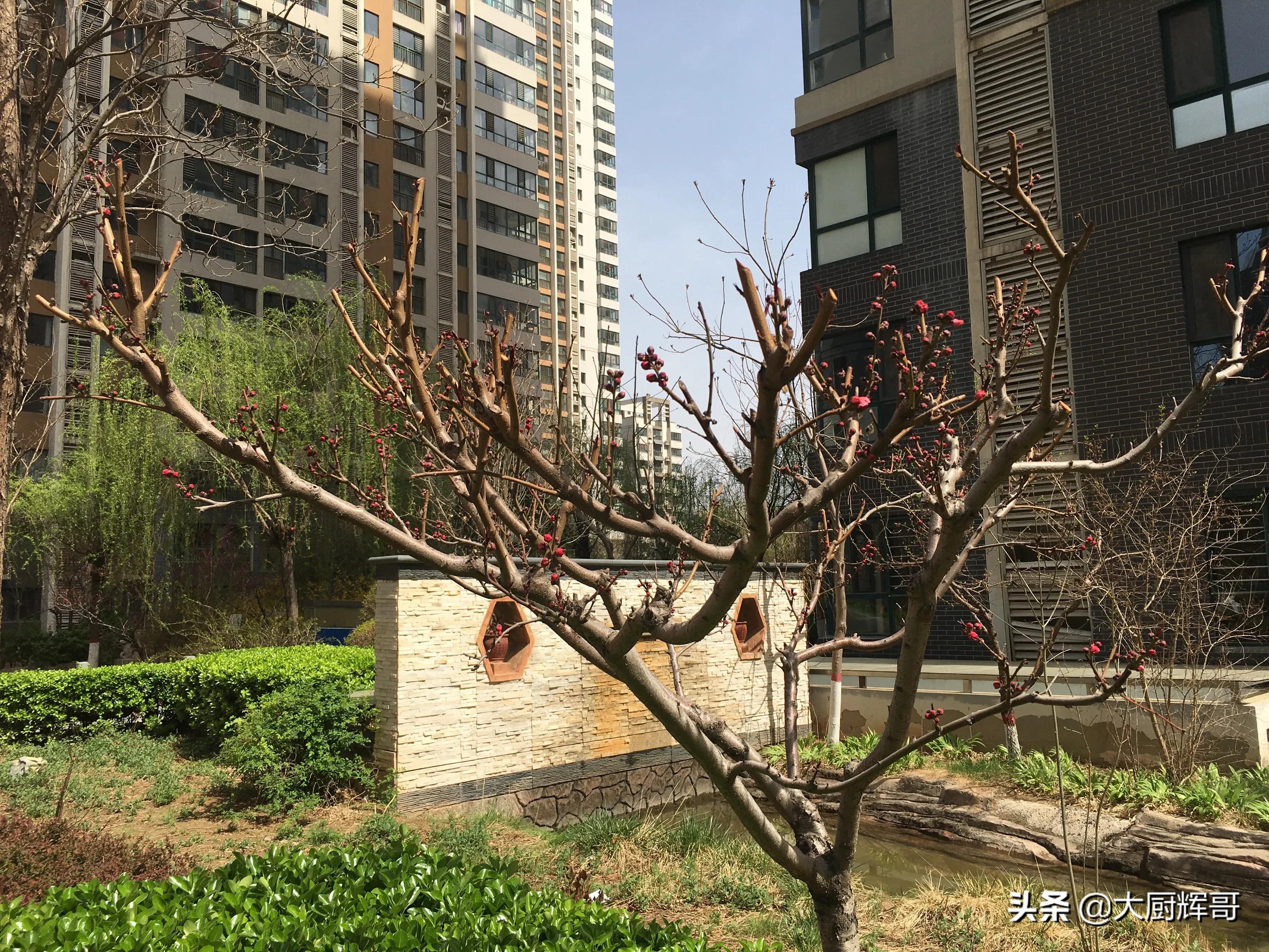 东北蒲公英（清明过后春季6种野菜莫错过）