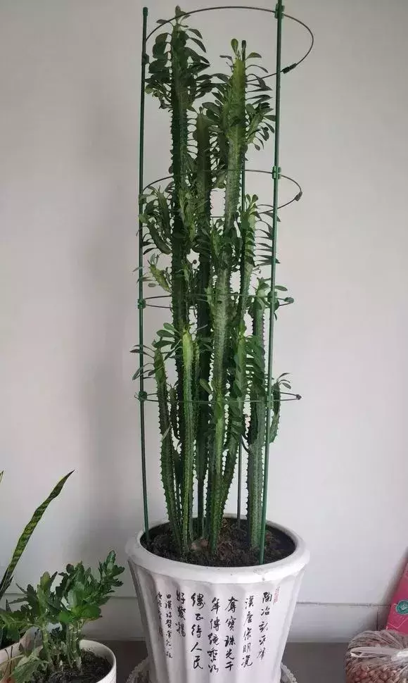 甲醛去除原理方法50