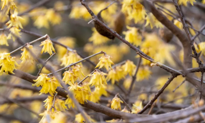 神仙颜值！惊艳众人！陕西高校“最美校花”高清大图曝光