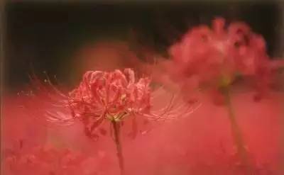 各种花的寓意及花语（100种花的花语大全）