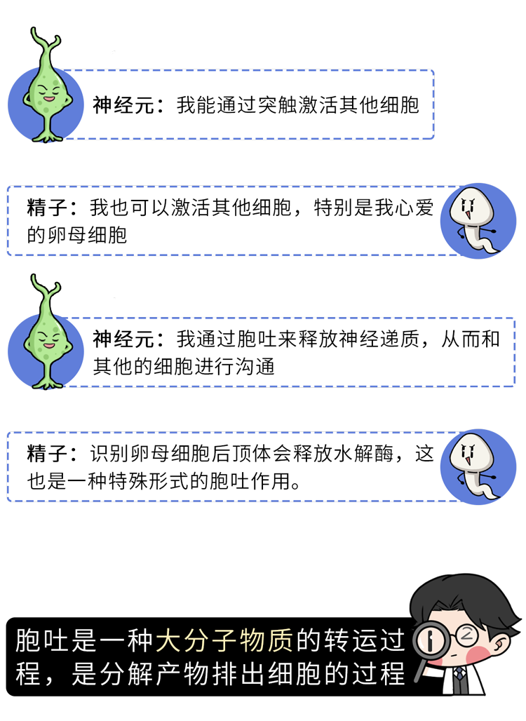 为什么男人会“好色”？科学解释：蛋蛋与大脑共享92%的蛋白质