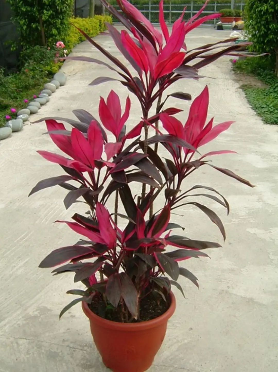 常见50种植物（50种常见的室内盆栽绿化植物）