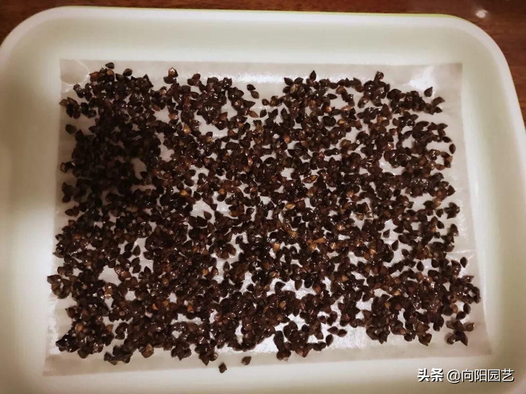 超市两块钱买把豆子，回家放盆里，倒点水，3天收获5斤豆芽