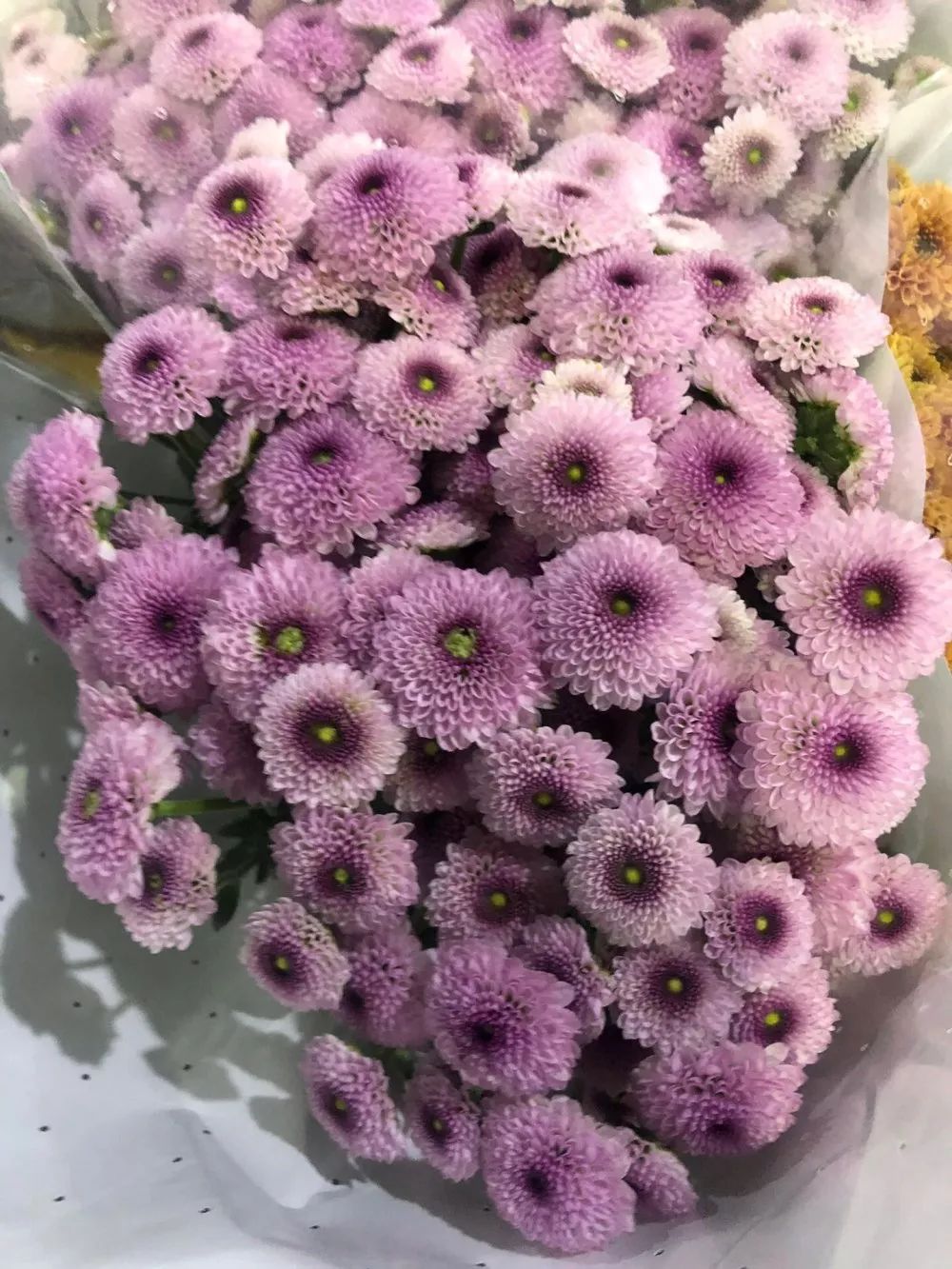 小雏菊花期（小雏菊花期较长养护得当可更长）