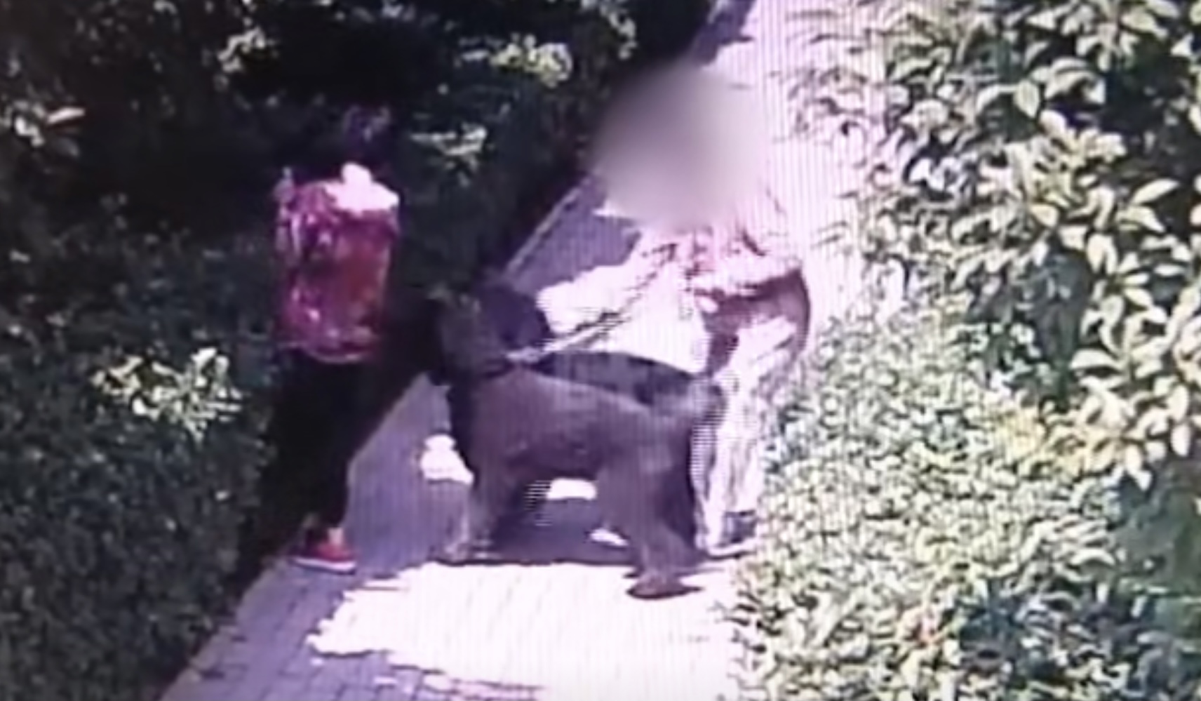 拿命控诉遛狗不牵绳！湖北女子跳楼自杀，被老太围追辱骂近两个月
