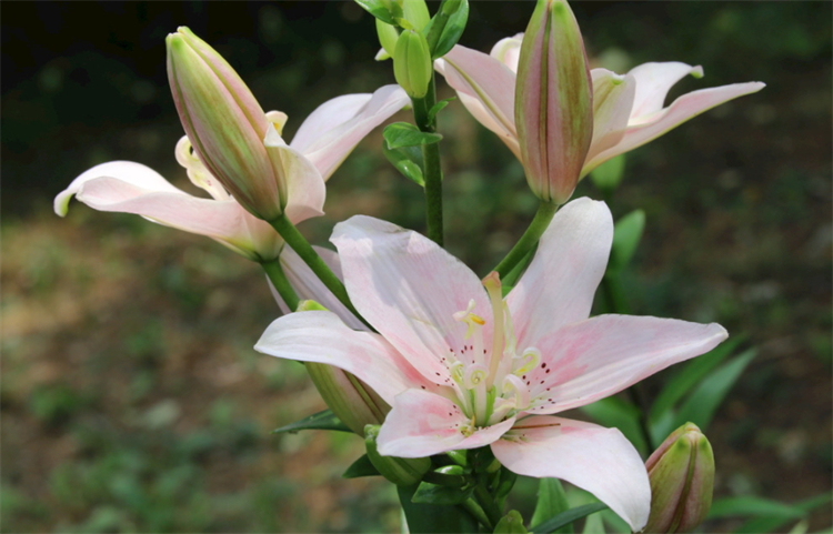 百合花语是什么意思？​​​​​​​百合花的花语及其寓意