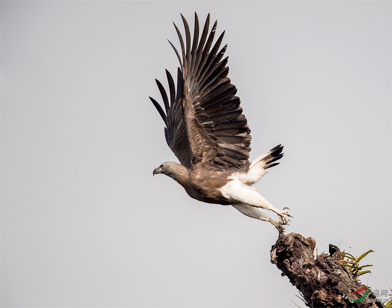 隼和鹰的区别图片(图文讲解二者之间的区别)