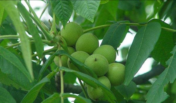 核桃产地是什么(核桃产地是那里)-第3张图片-科灵网