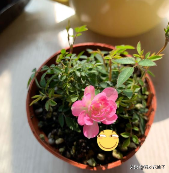 姬薔薇可以養嗎(適合辦公室養植的迷你小盆栽)