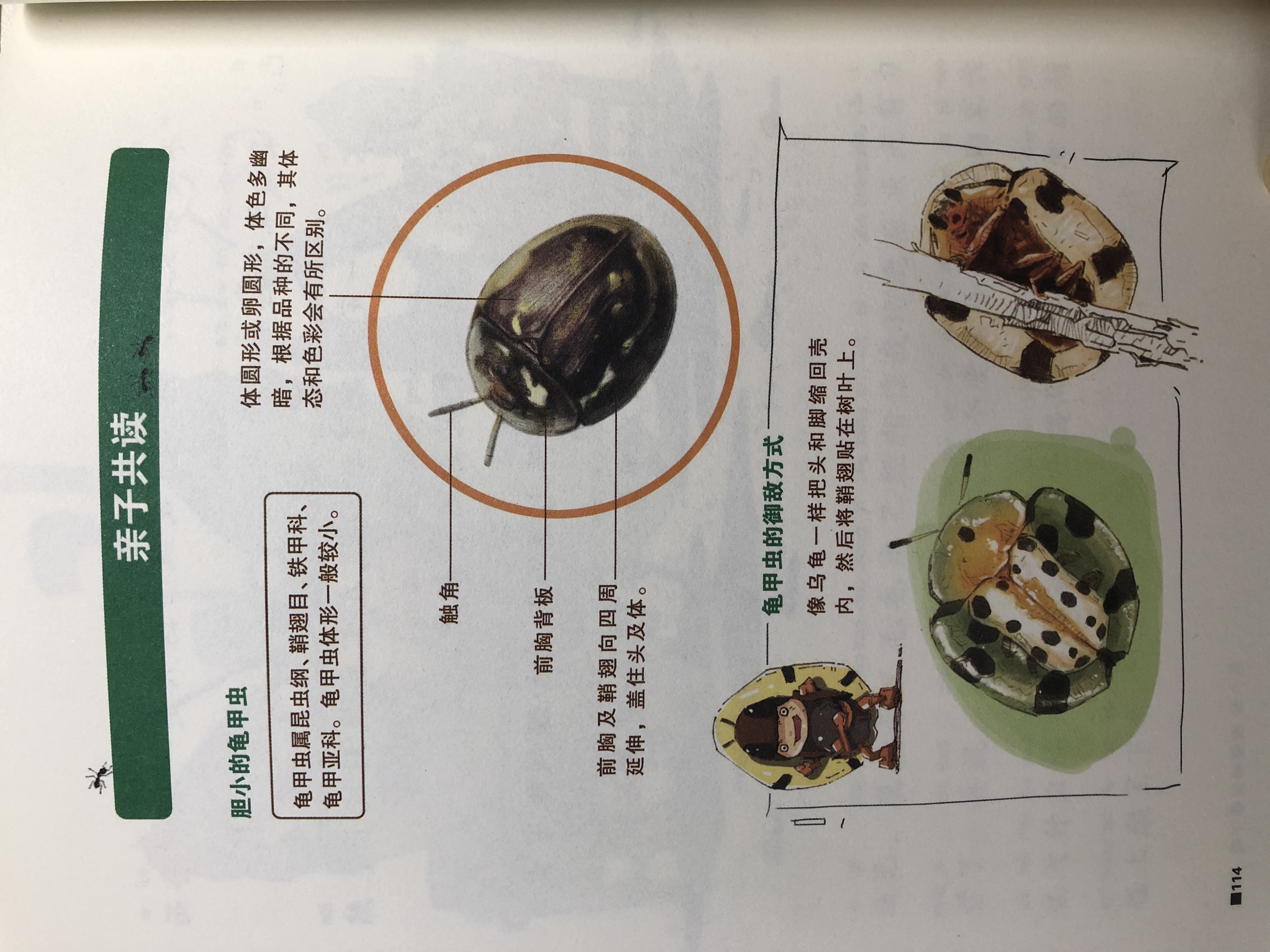 这本昆虫百科故事书，5岁小朋友听了都觉得有趣，轻松涨知识