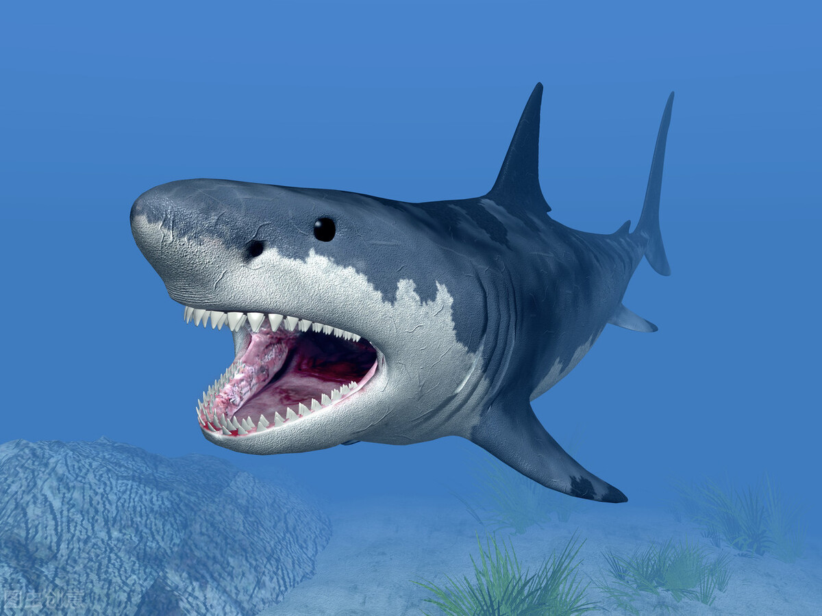 但是鲨鱼是属于有性繁殖的生物,在自然界,大多数脊椎动物均由雌雄两性