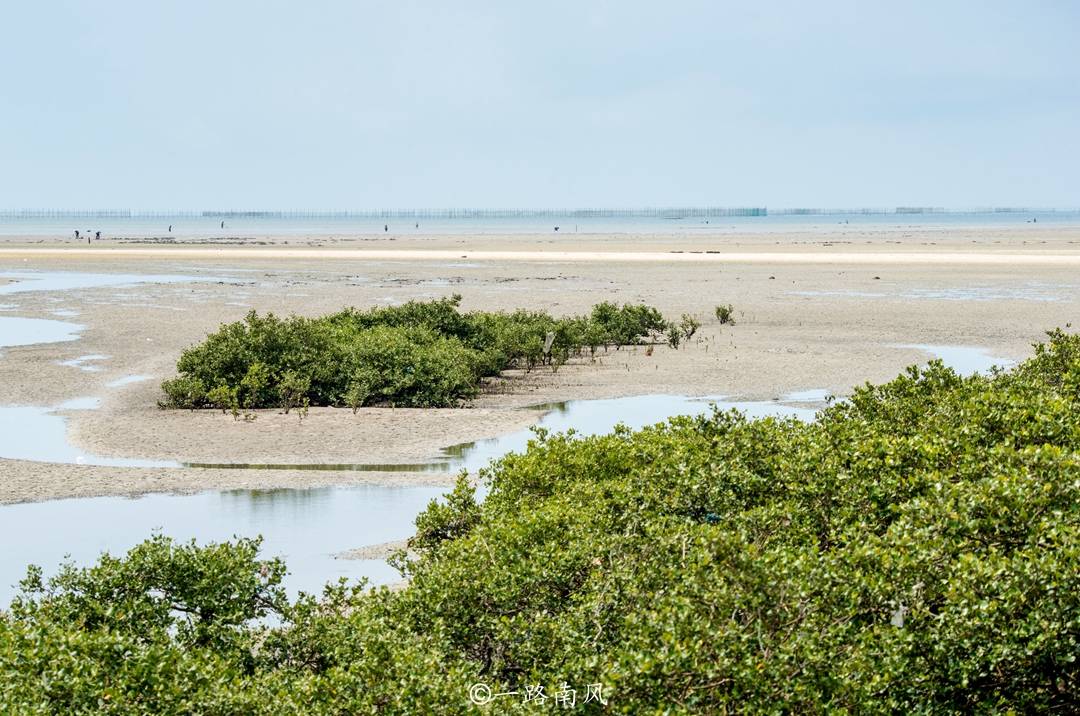 北海红树林 北海红树林涨潮退潮时间表-徐拾记官网