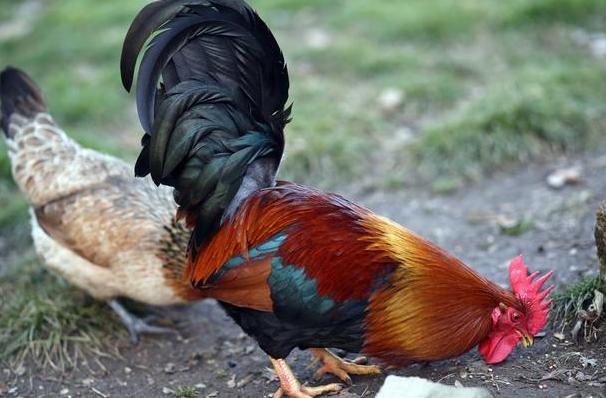 大公鸡吃了蜈蚣后,变得异常凶猛还会啄人,公鸡是中毒了吗?