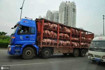 广元今日猪价网，广元猪肉价格今日猪价