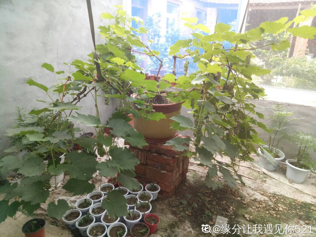 葡萄不爬藤也能长,5步养护,收获盆栽葡萄树
