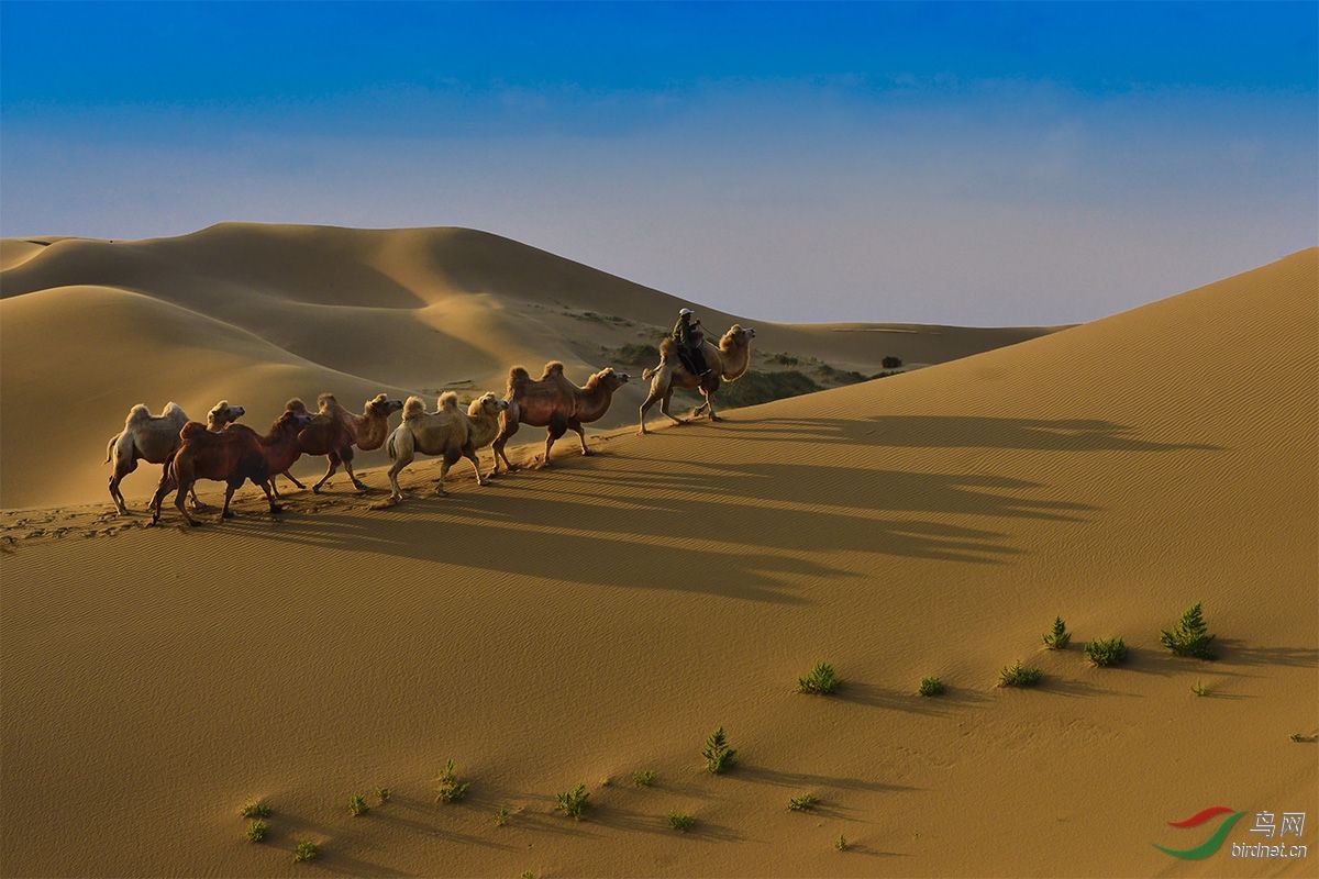 骆驼的特点（历代玉骆驼的特点）-第1张图片