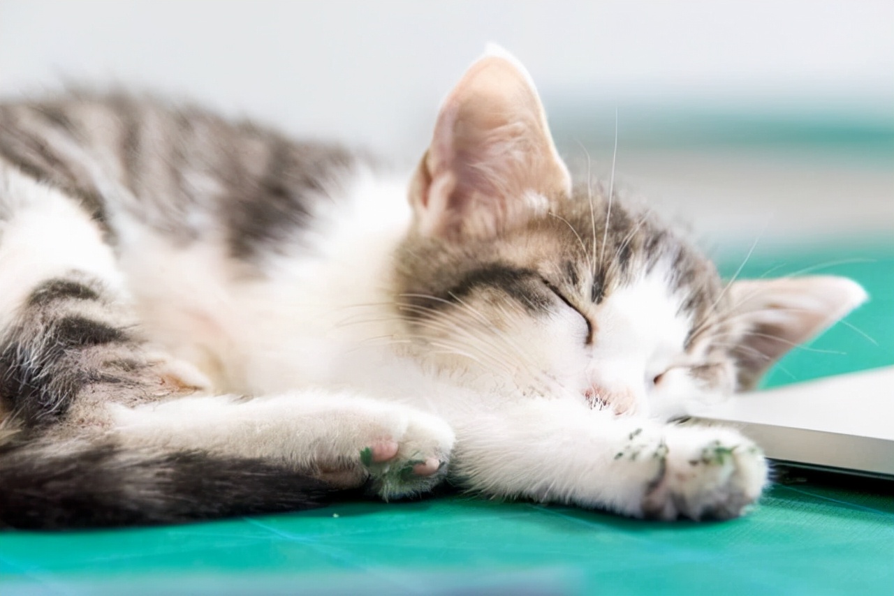 猫咪拉稀的原因，该怎么治？