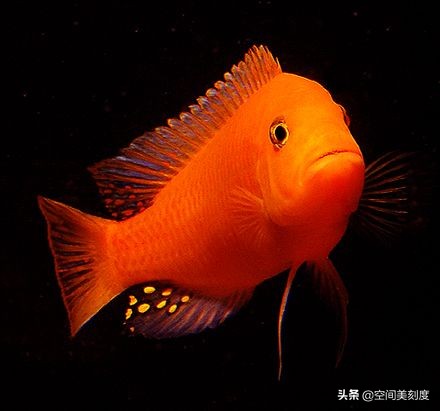 红宝石鱼blood red jewel cichlid