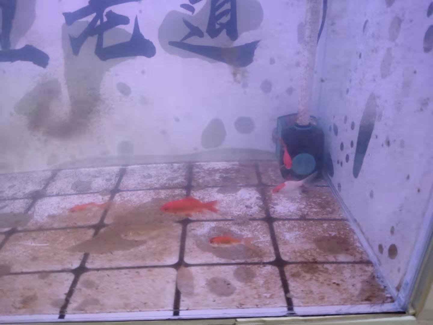 白醋擦拭鱼缸水垢，会死鱼吗？我把加入一袋白醋的洗脚水倒入鱼缸