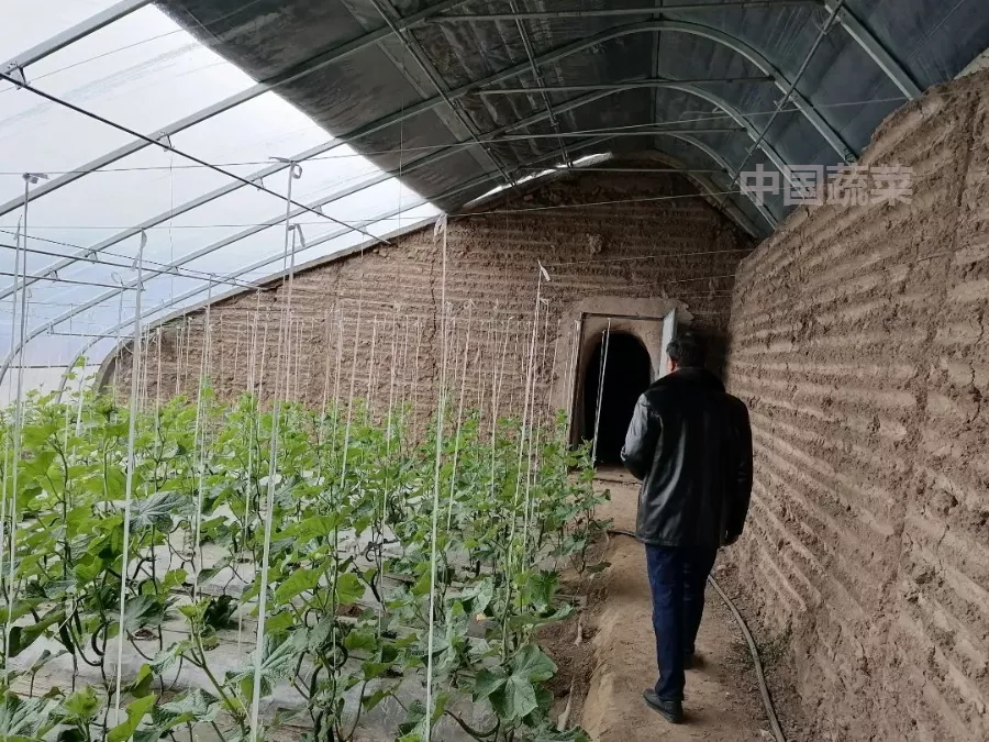 甘肃日光温室探秘!哪种墙体和骨架最“流行”?哪种造价最划算?