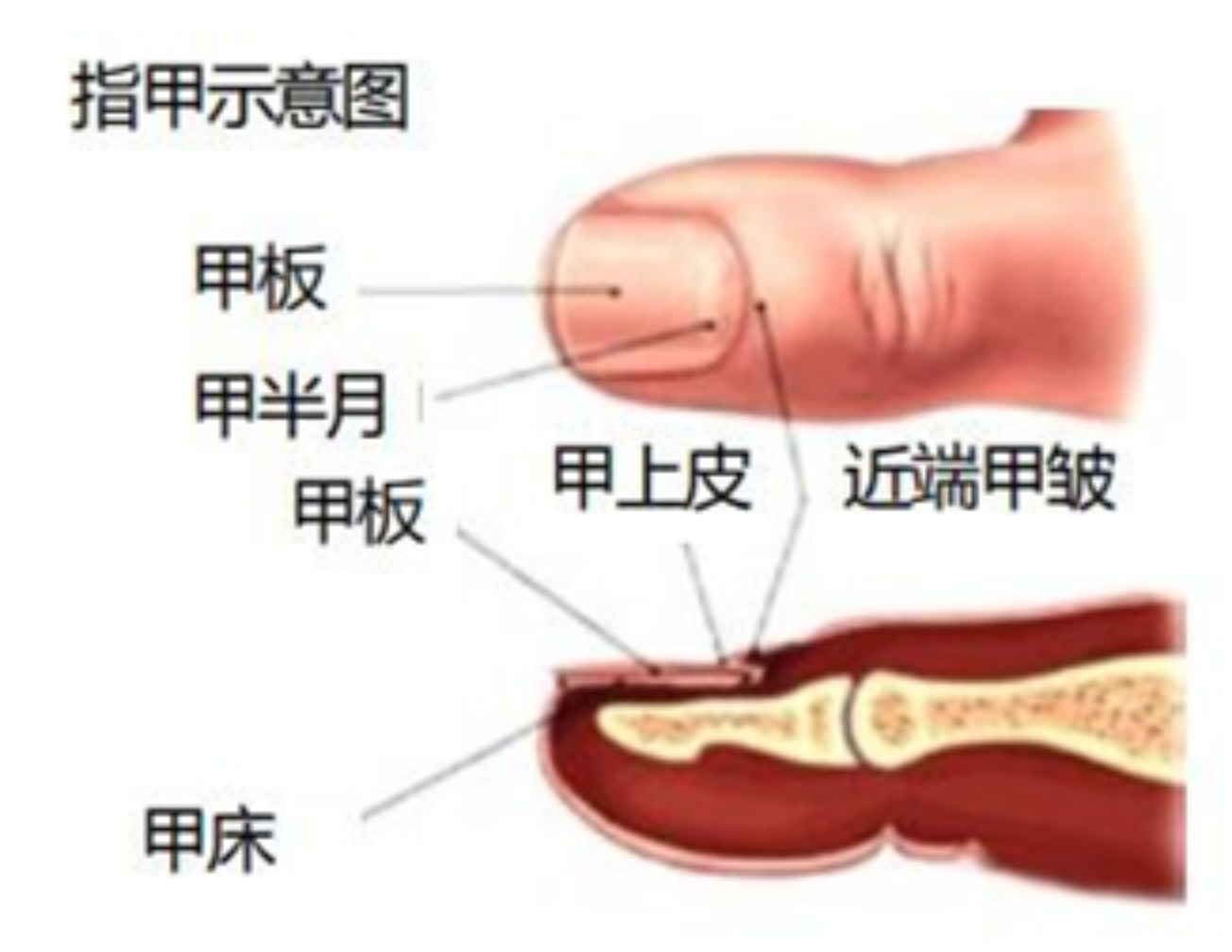 死亡时为何瞪大双眼，死后指甲还会生长？解析关于死亡的4大误解