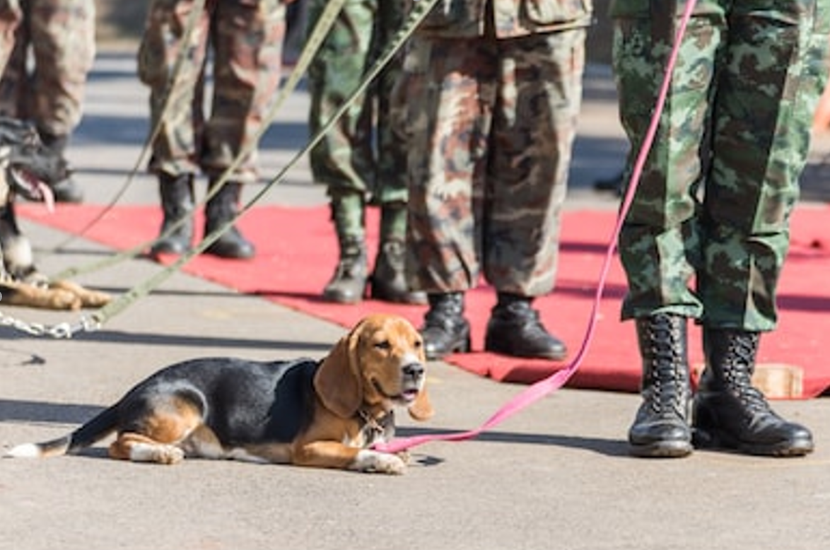 军犬有哪些品种？10大军犬帅爆战场，比德牧还酷的军犬竟不止一种