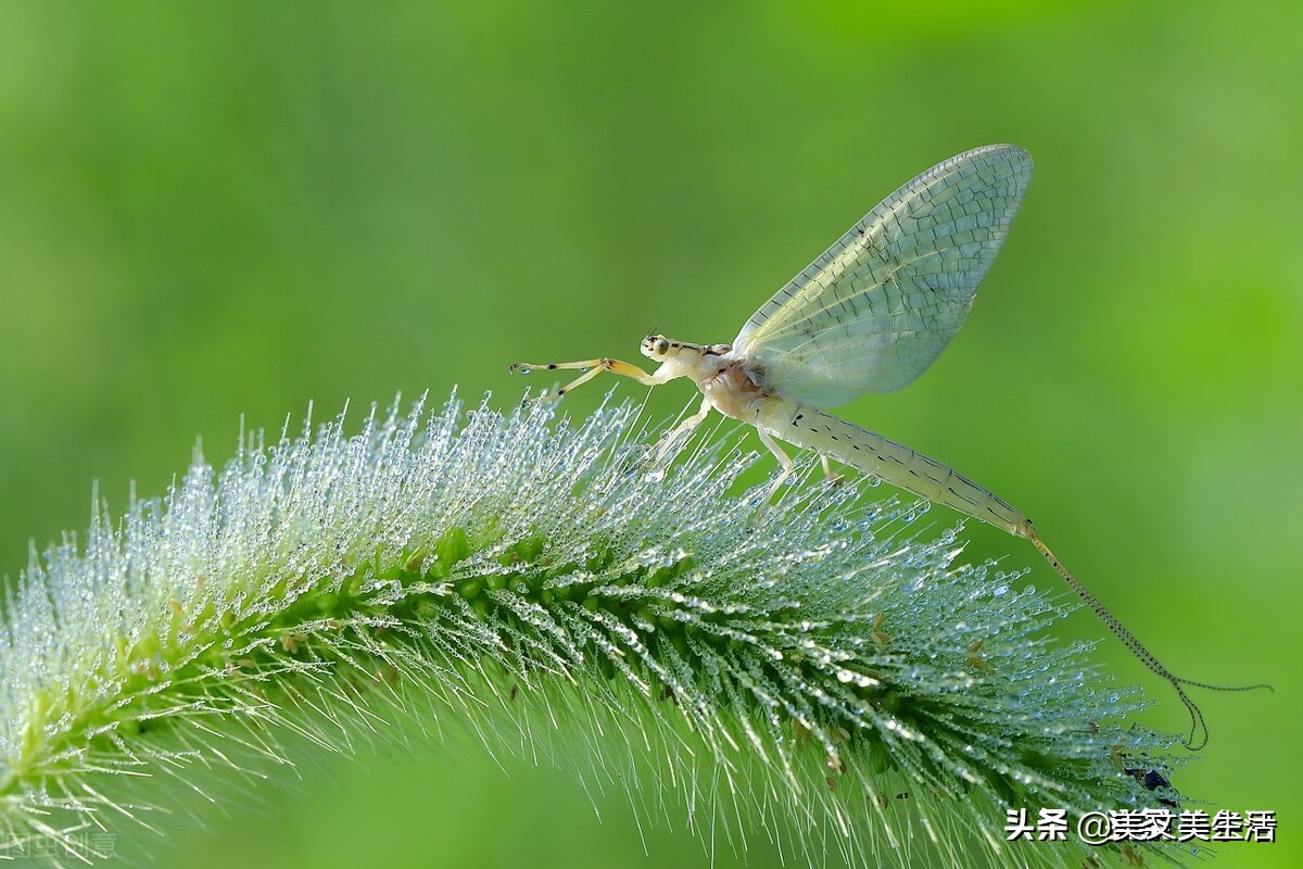 蜉蝣是什么动物(蜉蝣：朝生暮死、渺小却能诠释生命的意义)