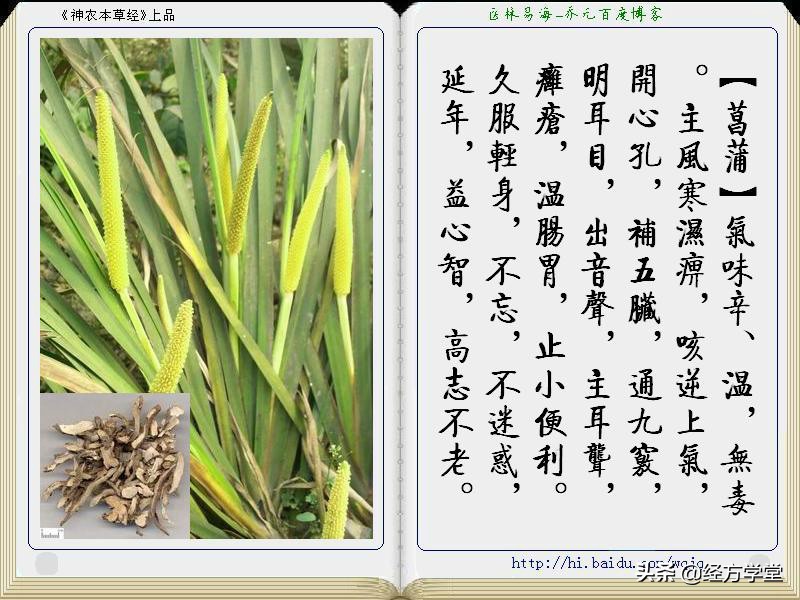 《神农本草经》全册图文解析 建议收藏