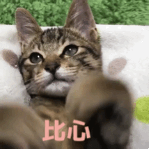 最容易饲养的3种猫咪，养到的人都在偷着乐呢
