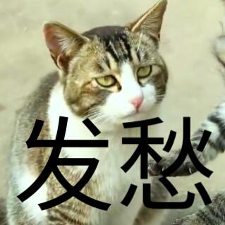 蒂姆嘟嘟tim猫品种(今天的猫猫也是元气满满呢)