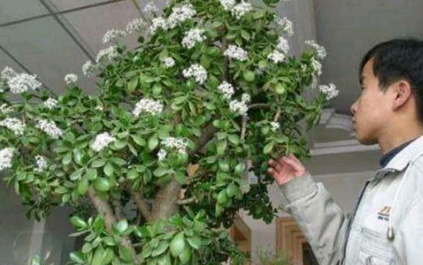 乔迁之喜因该送什么花（乔迁之喜送一盆花行不）