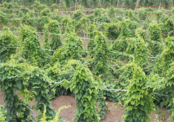 山药怎么种植方法（山药怎么种植方法图片）-大连信息网
