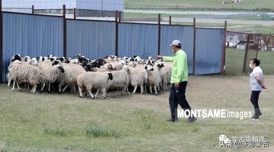 贵州马肉价格今日价，马肉价格今日价一斤