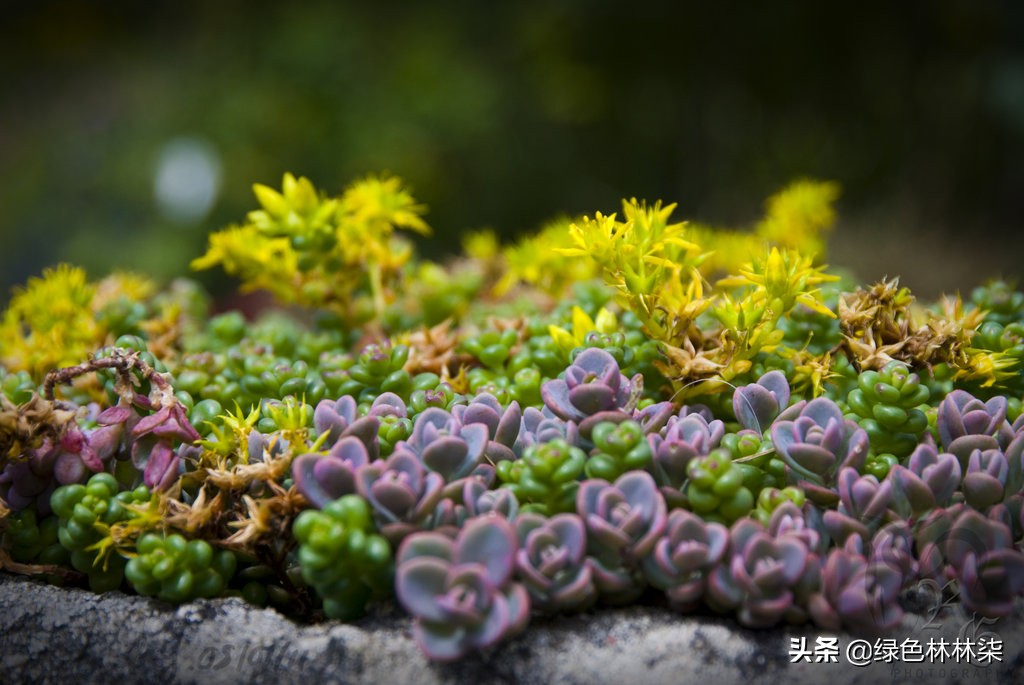 哪些多肉植物品种适合水培？