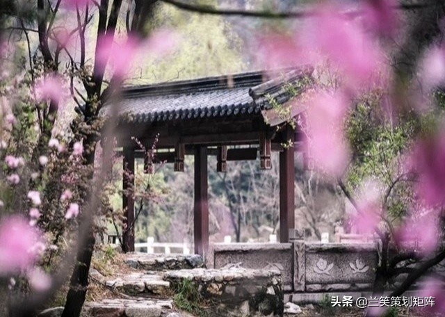 诗情桃花源 | 此生，只为你盛开这朵桃
