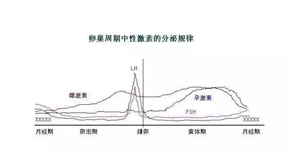 花几百块查的性激素六项，你都不知道有什么用？