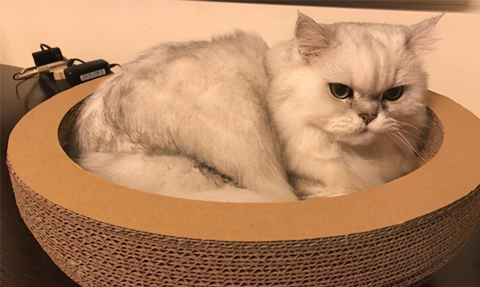 猫咪这4个“奇怪”行为，分别代表什么意思？