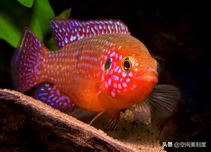 红宝石鱼blood red jewel cichlid