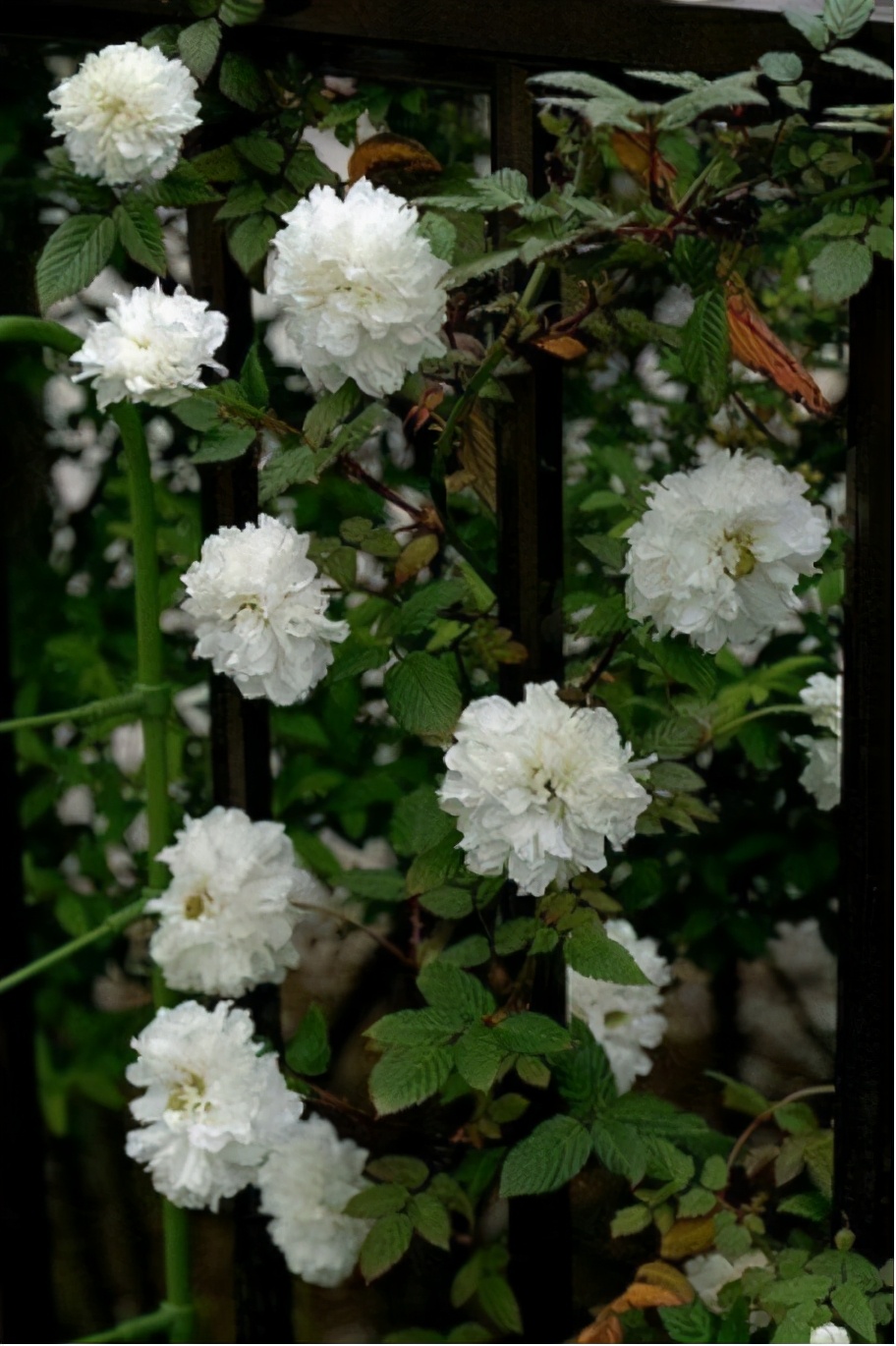 荼蘼花图片,