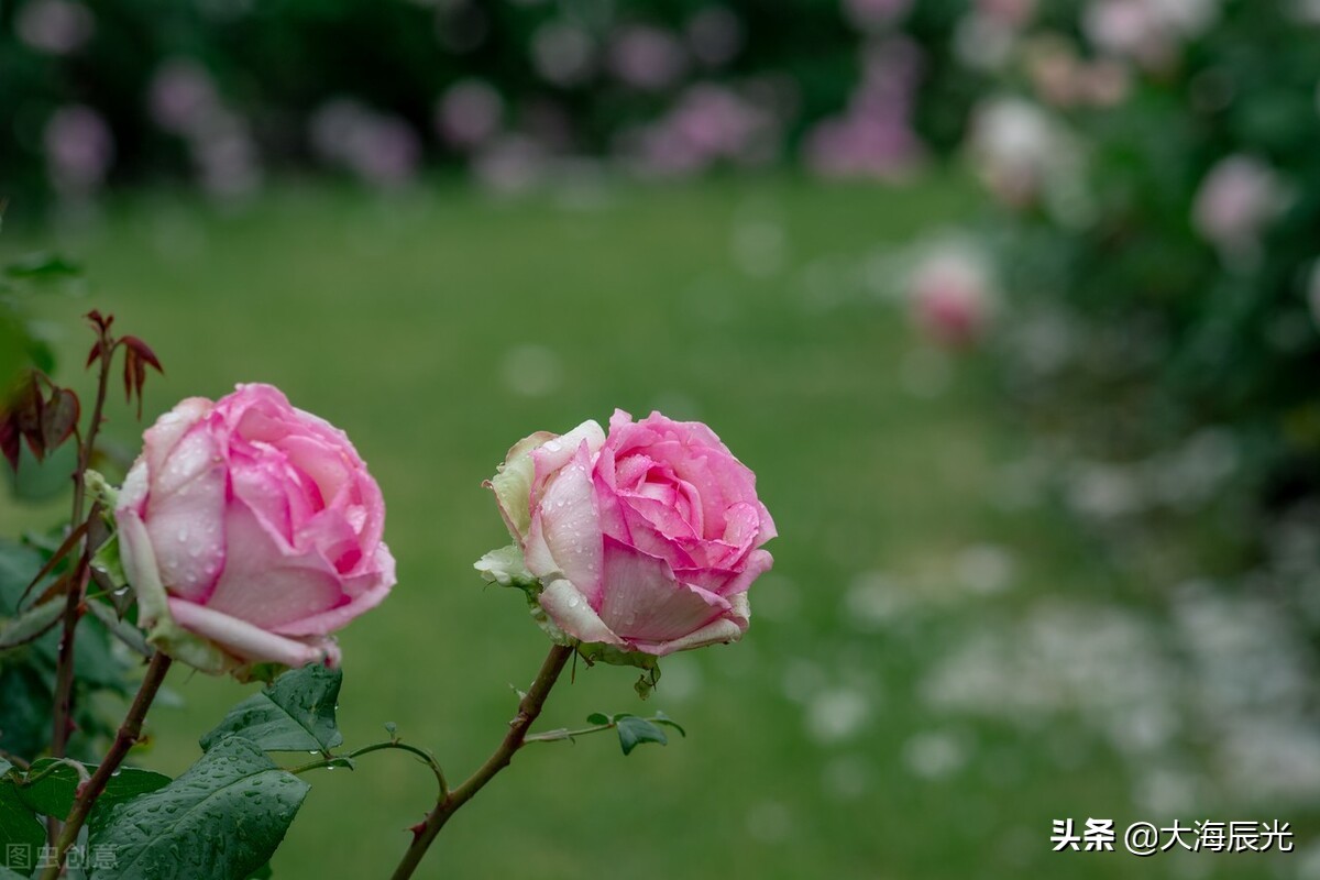 阴雨连绵天乍晴，心情悠然时光新