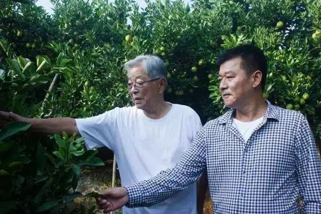 褚橙命运沉浮：褚时健去世，2亿神话能否继续？