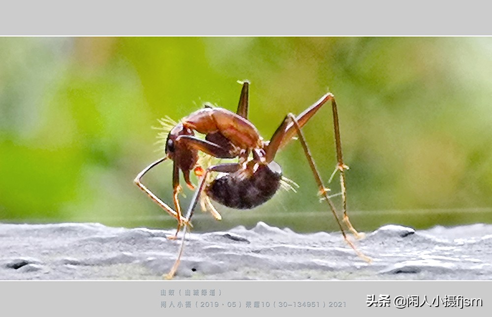 电视剧黑蚂蚁在哪里拍摄(手机昆虫摄影：蚂蚁随处见，手机人人有，有想过用手机拍蚂蚁吗？)
