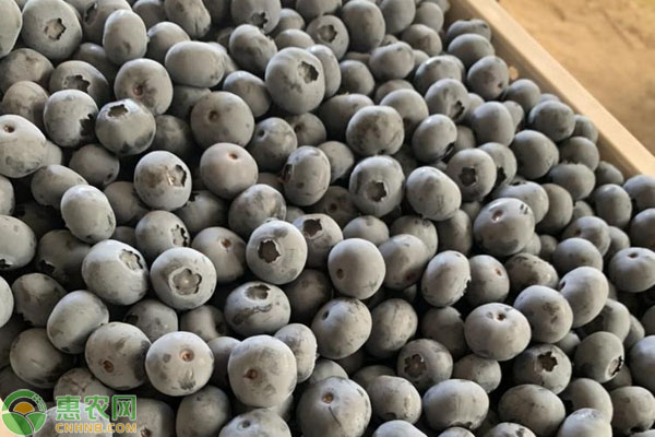 2020蓝莓多少钱一斤？蓝莓价格行情走势分析