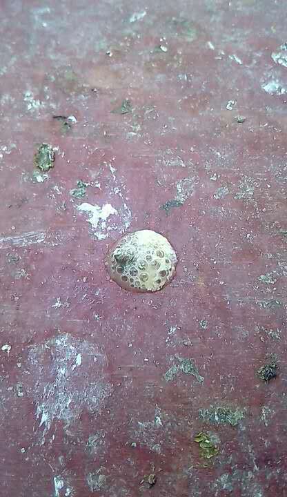 鸽子沙门氏菌用什么药最好(鸽子沙门氏菌的症状和治疗办法)